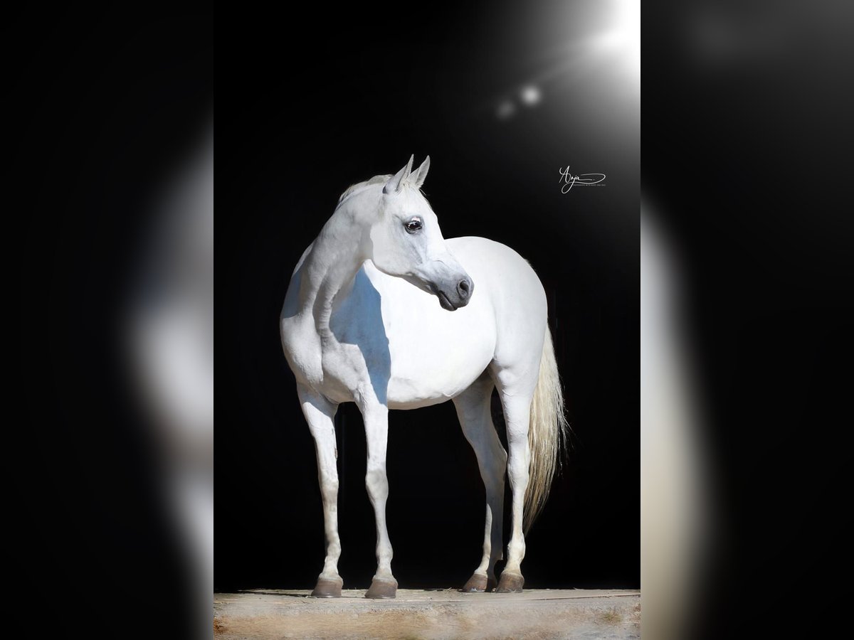 Arabian horses Mare 18 years 15,2 hh Gray in ChiemingChieming