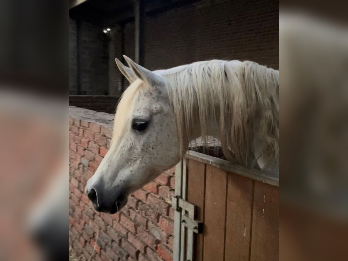 Arabian horses Mare 18 years Leopard-Piebald in Chimay