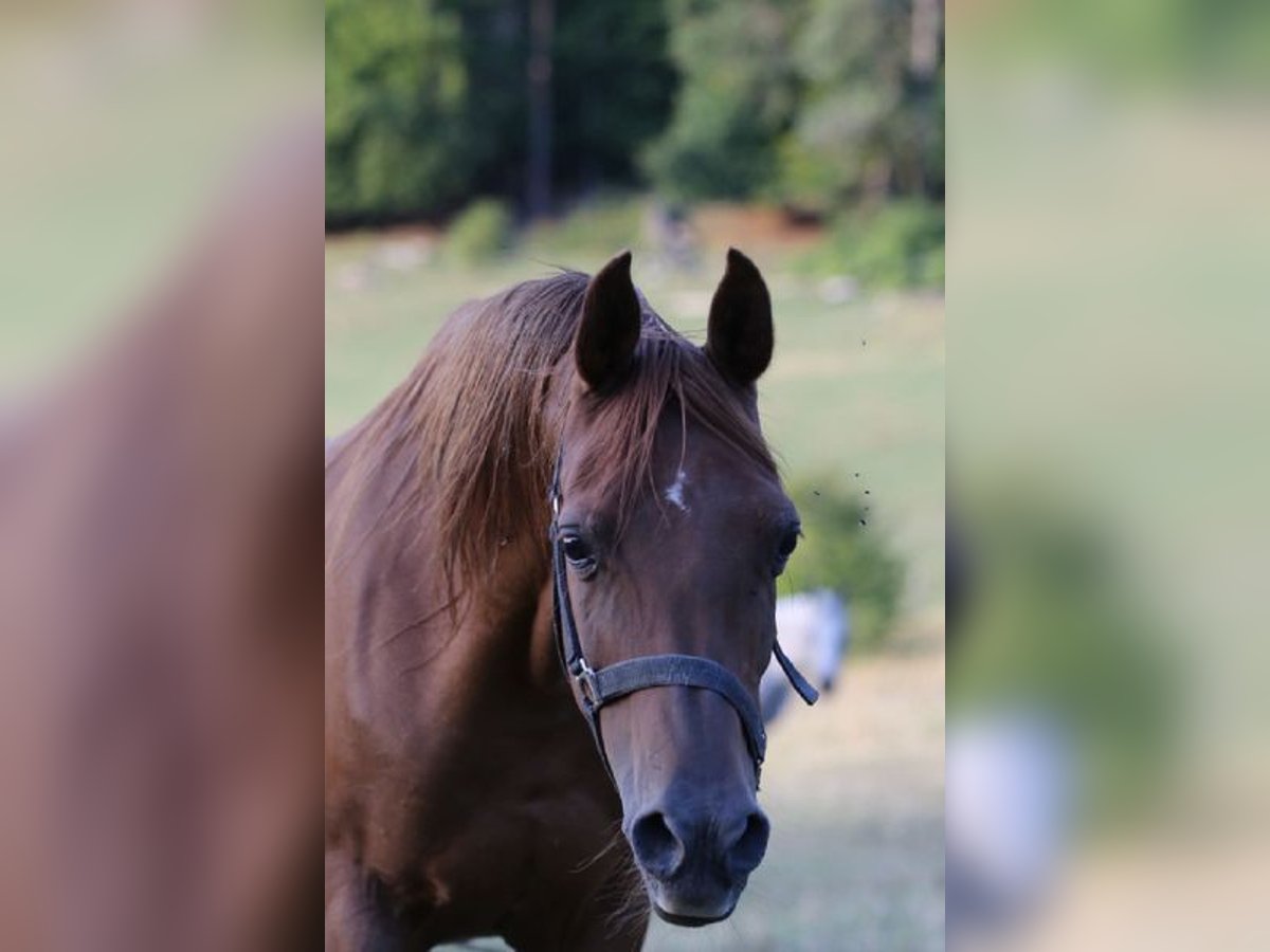 Arabian horses Mare 19 years 15 hh Chestnut-Red in W&#xF6;lfershausenMeiningen