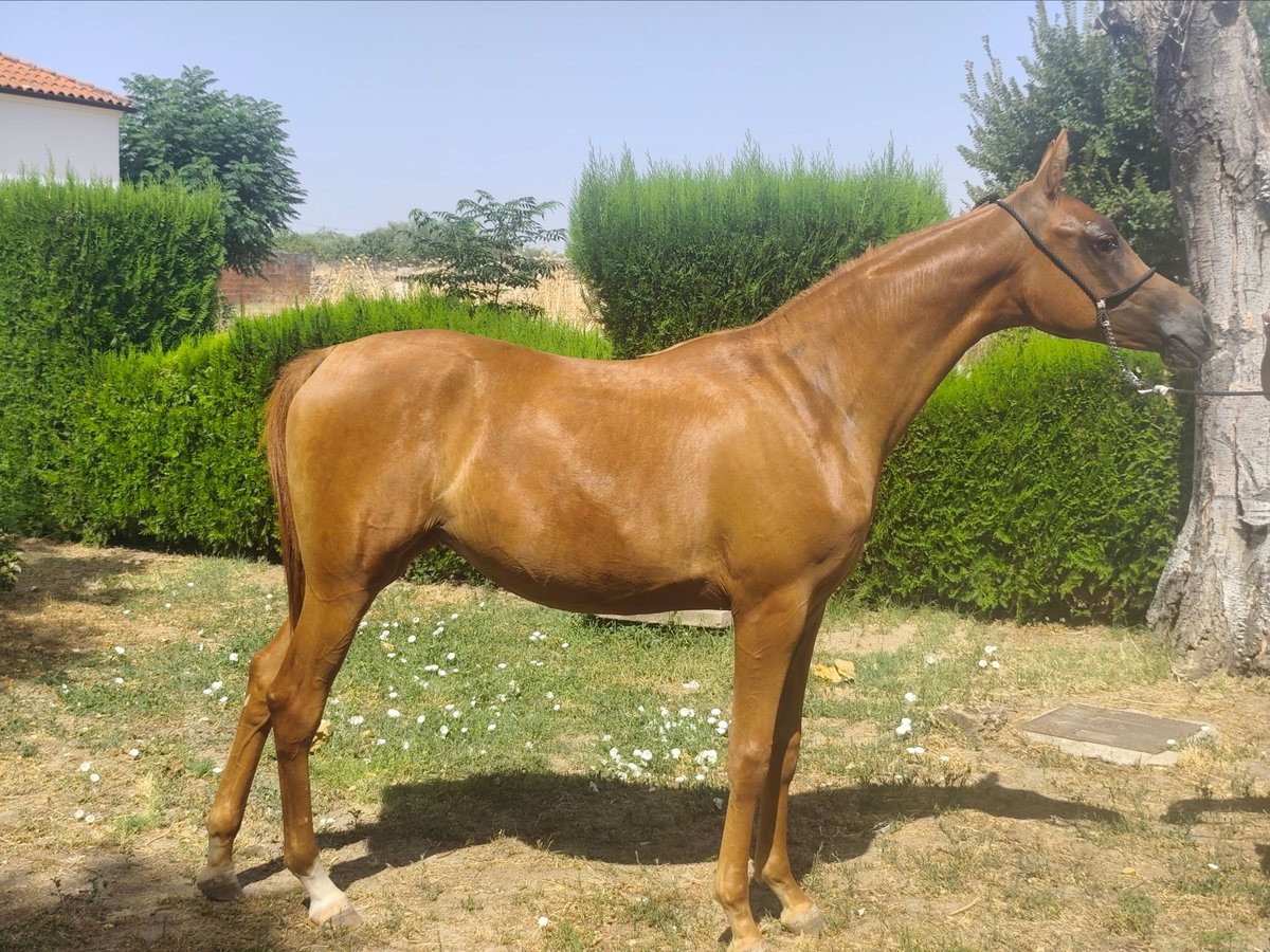 Arabian horses Mare 1 year 13,3 hh Chestnut-Red in Albala