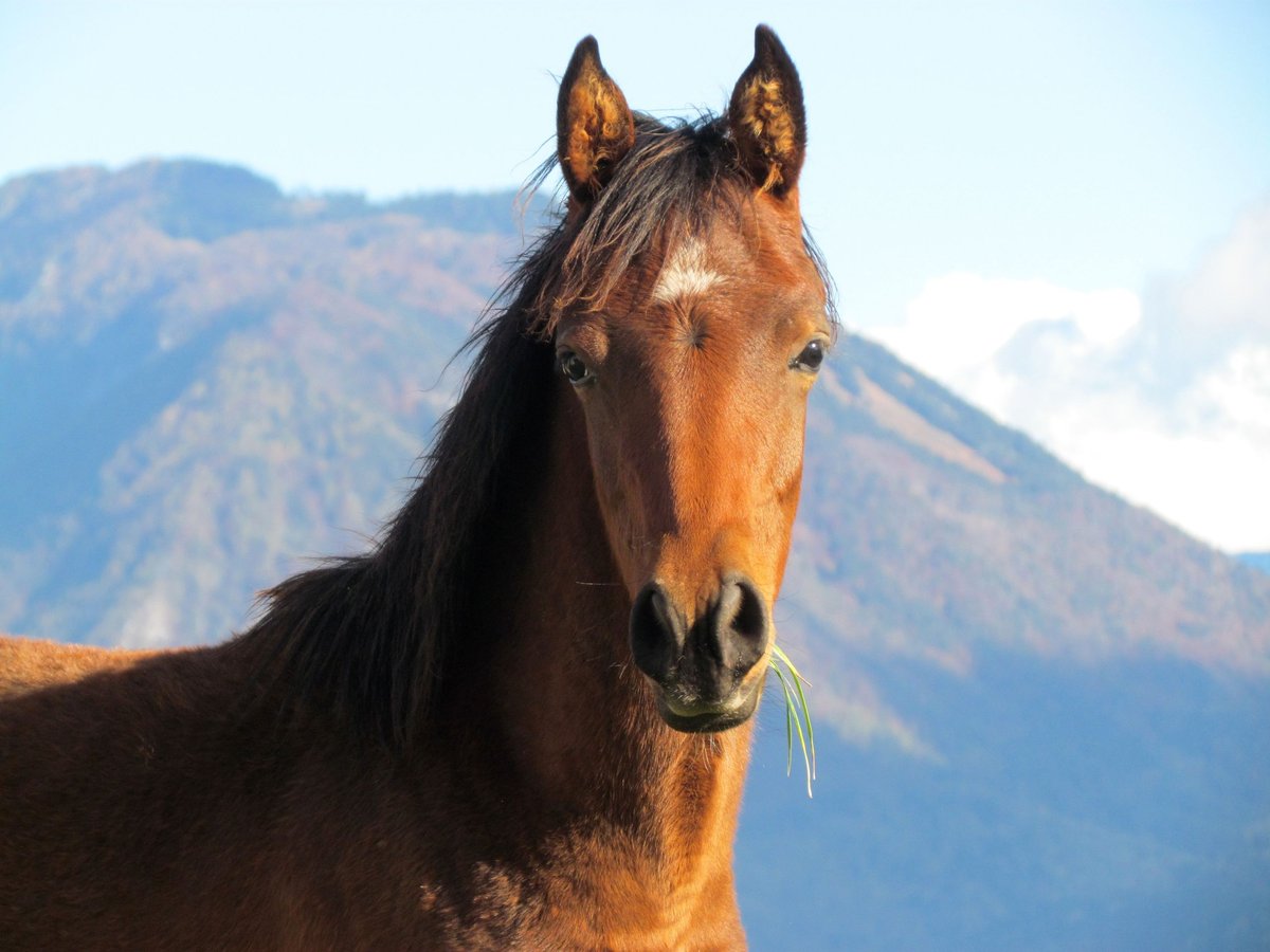 Arabian horses Mare 1 year 14,2 hh Brown in Bled