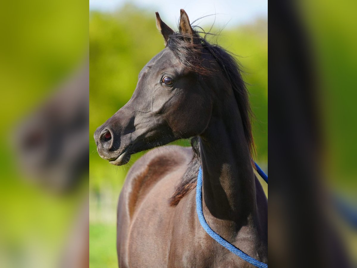 Arabian horses Mare 1 year 15,1 hh Black in Helvoirt