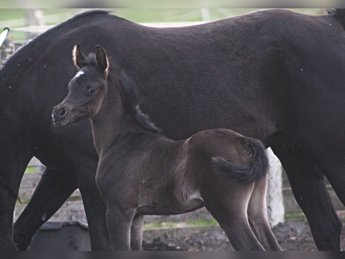 Arabian horses Mare 1 year 15,1 hh Black in Santok