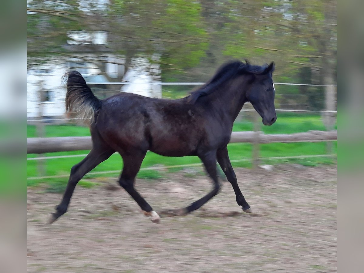 Arabian horses Mare 1 year 15,1 hh Black in Kassel