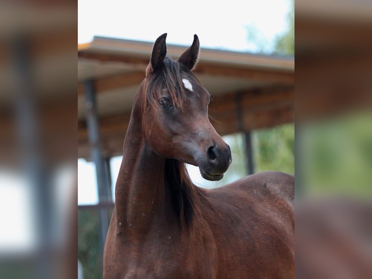 Arabian horses Mare 1 year 15,1 hh Brown in Pastetten