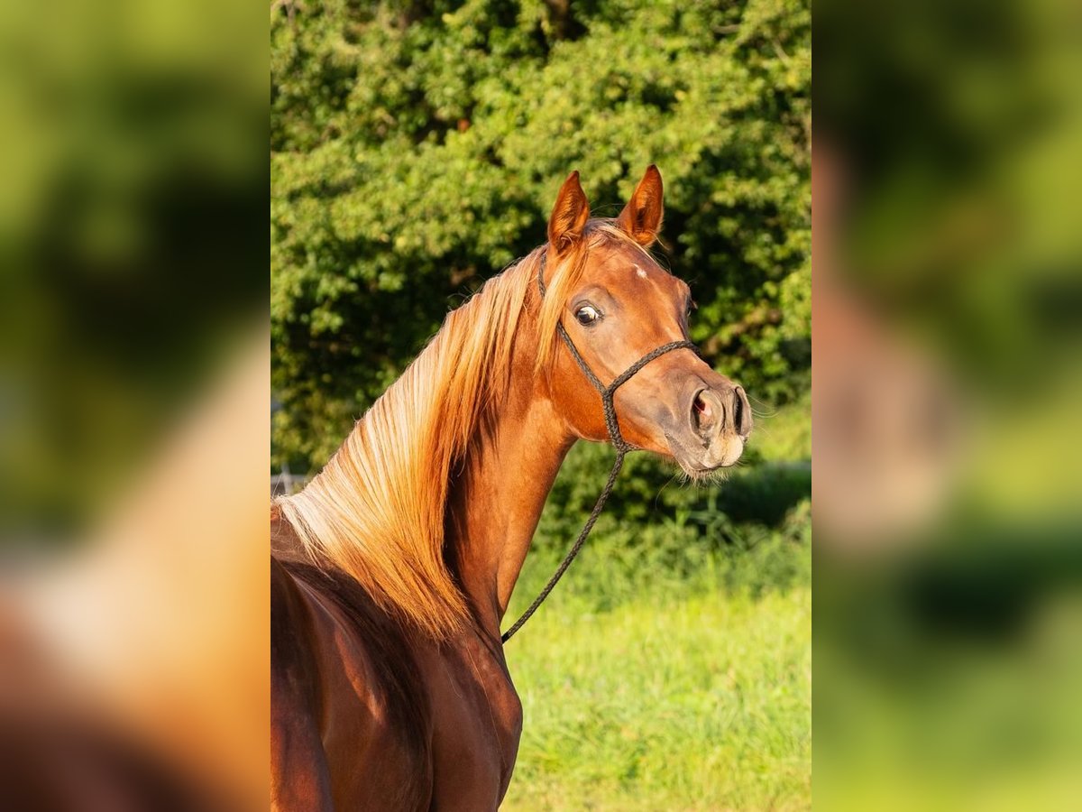 Arabian horses Mare 1 year 15,1 hh Chestnut-Red in Ulm