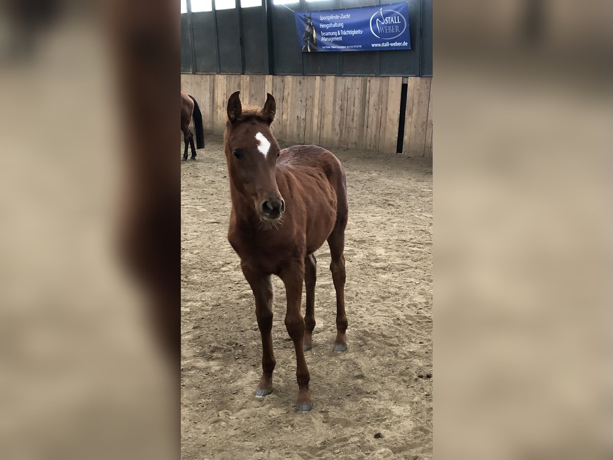 Arabian horses Mare 1 year 15,1 hh Chestnut-Red in Arenrath