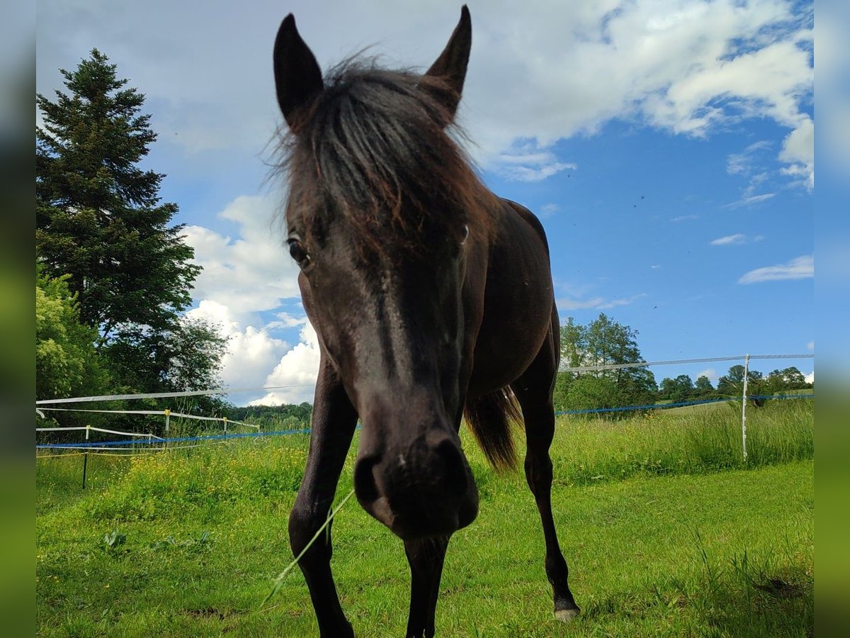 Arabian horses Mare 1 year 15 hh Black in Mengen