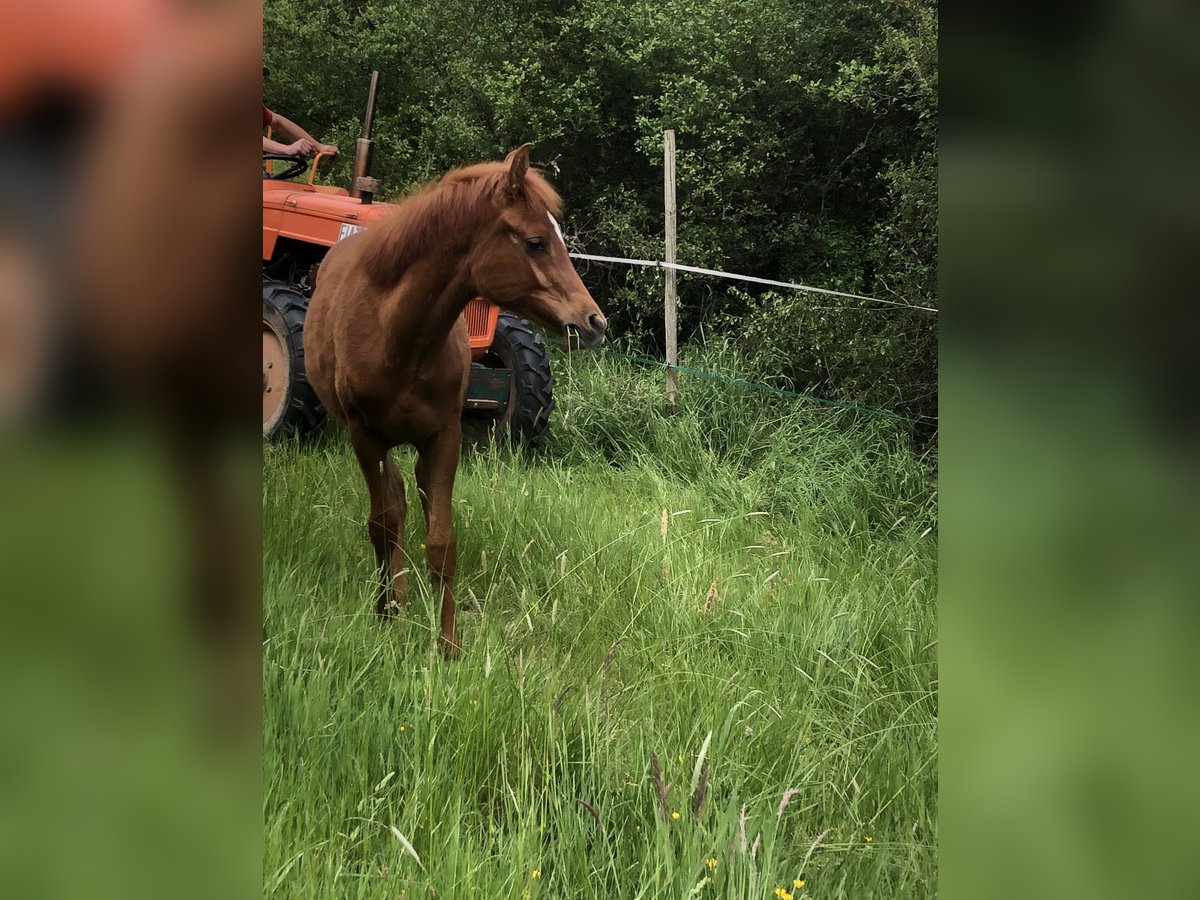 Arabian horses Mare 1 year 15,1 hh Chestnut-Red in Arenrath
