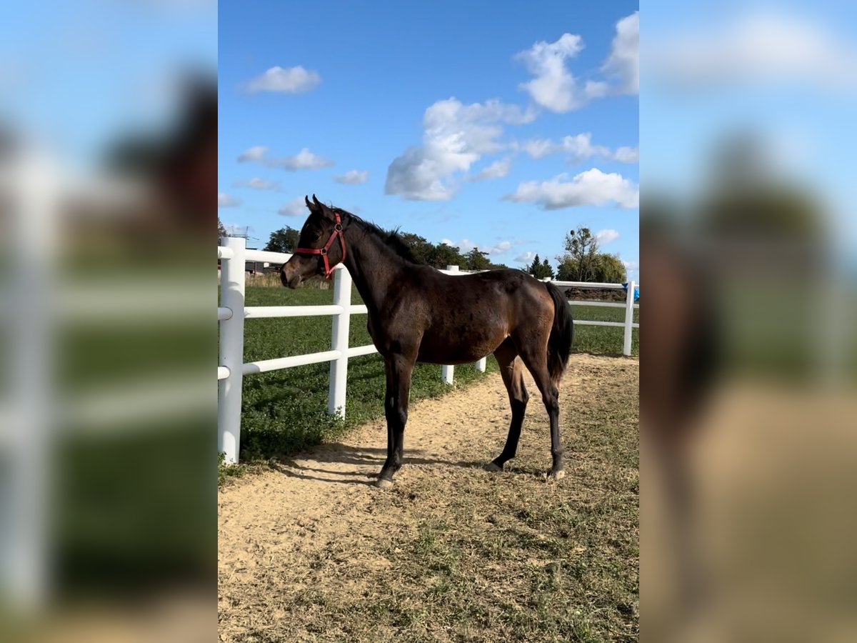 Arabian horses Mare 1 year Bay-Dark in Chomęcice