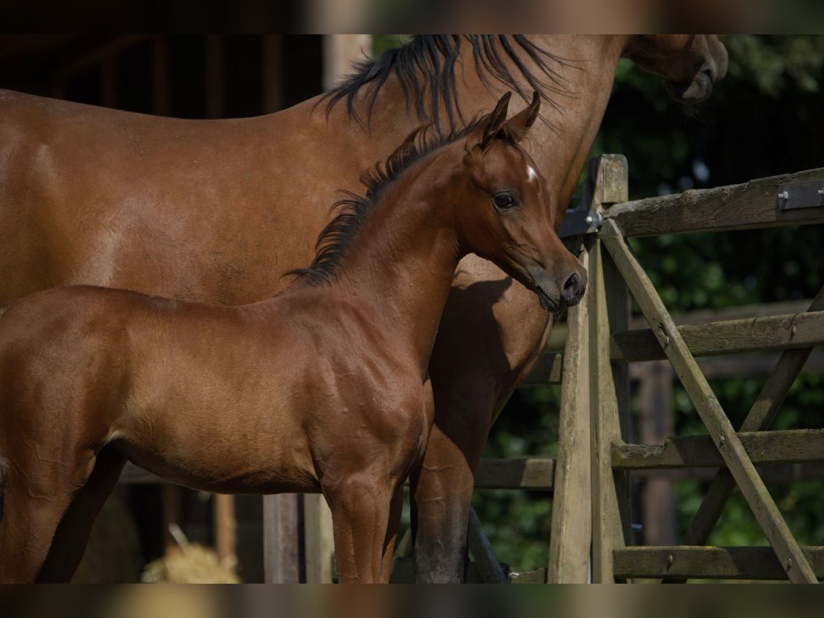 Arabian horses Mare 1 year Bay-Dark in Zuidoostbeemster