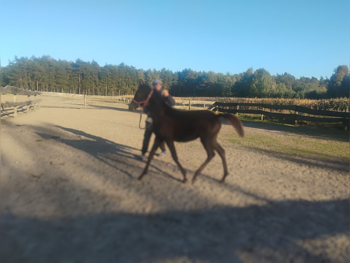 Arabian horses Mare 1 year Black in Głowno