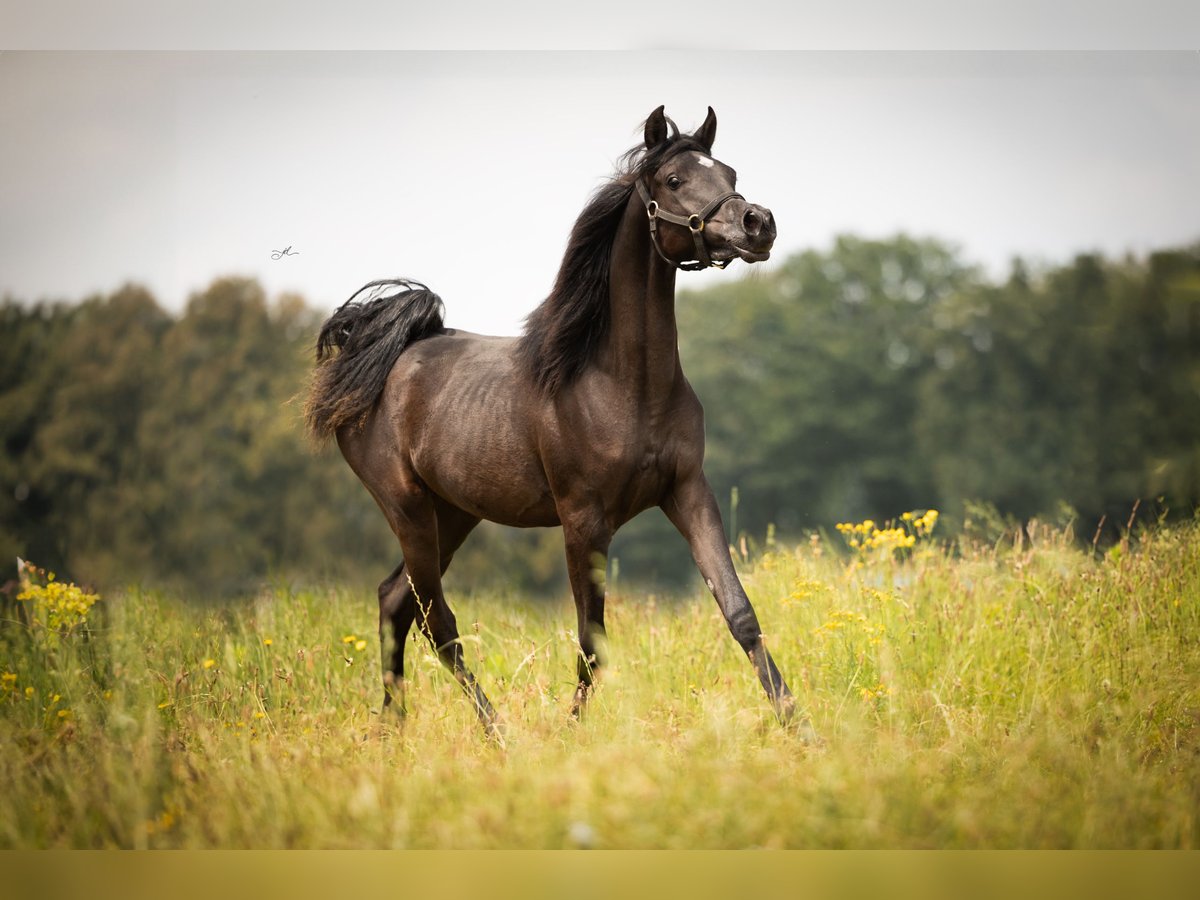 Arabian horses Mare 1 year Black in Kelpen-Oler