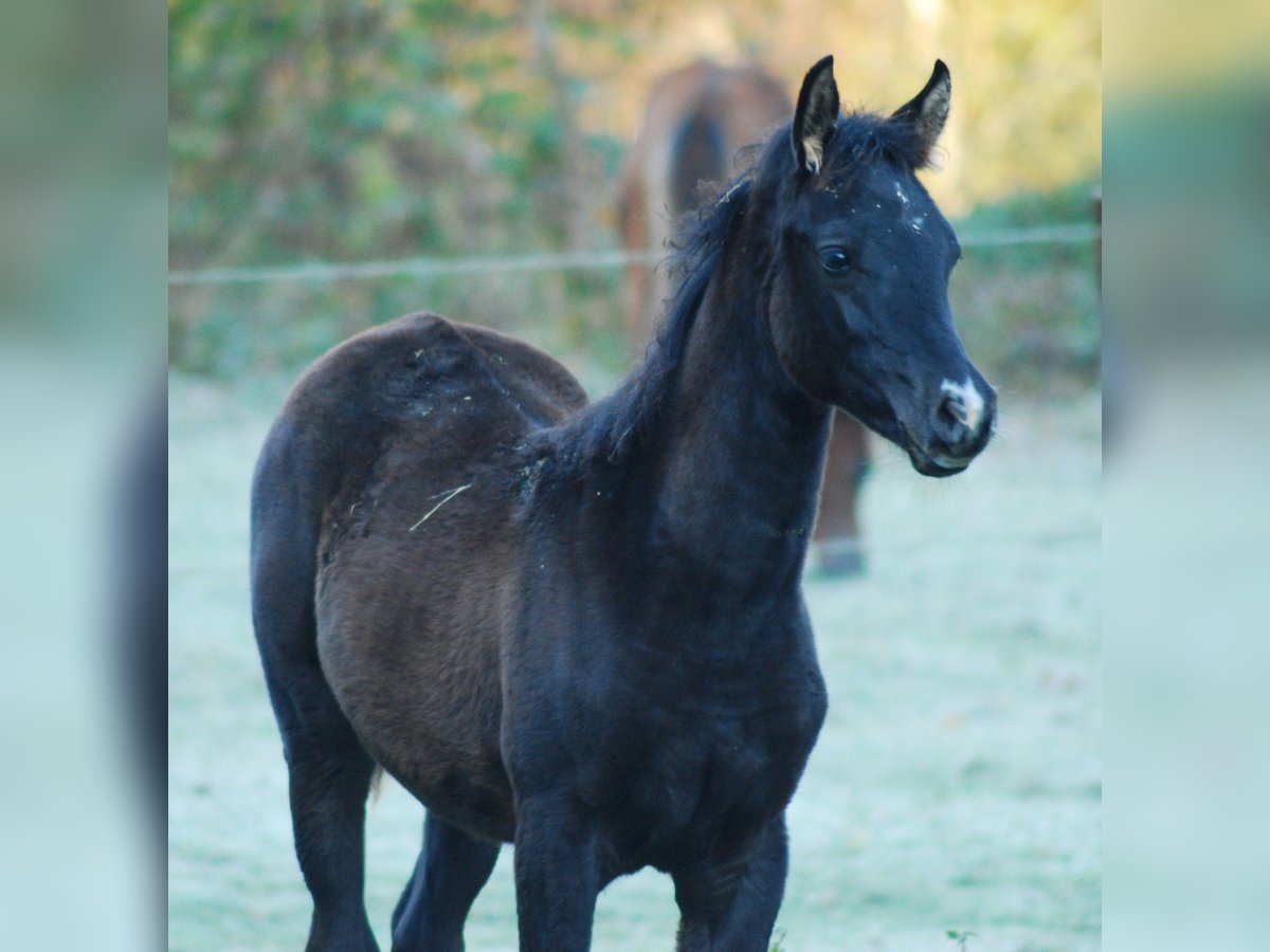 Arabian horses Mare 1 year Black in Krajna Polana