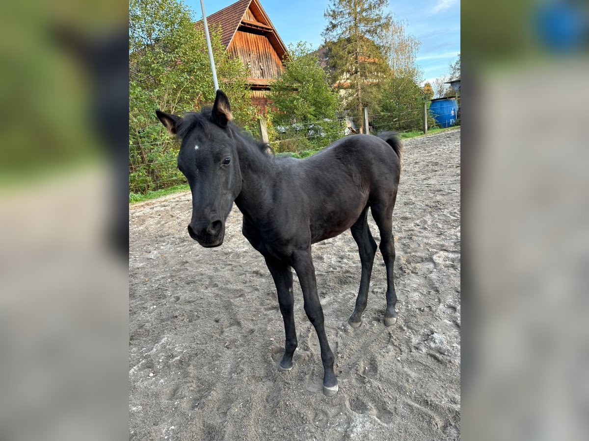 Arabian horses Mare 1 year Black in Ermensee