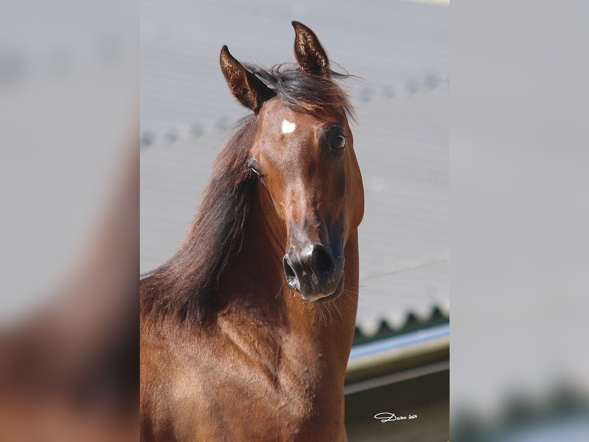 Arabian horses Mare 1 year Brown in Wallsee