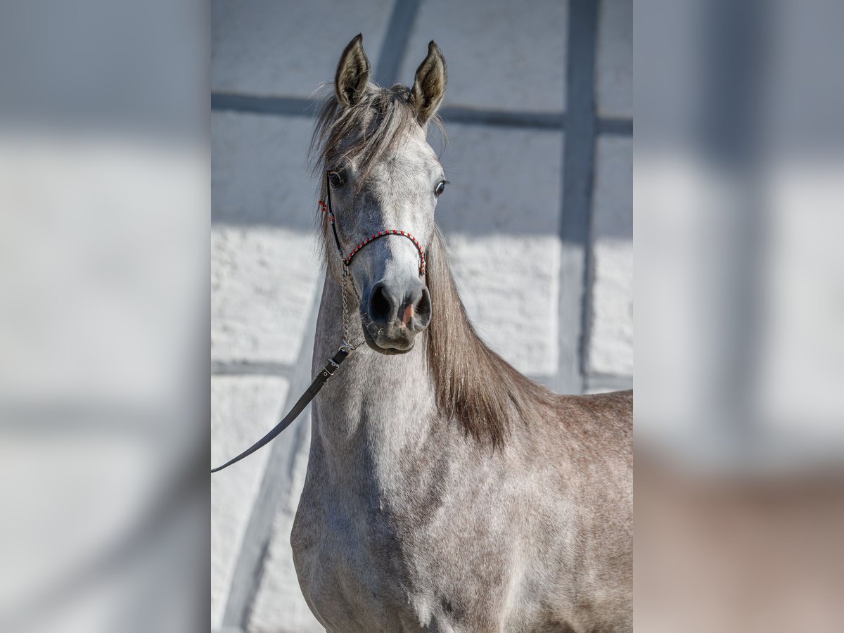Arabian horses Mare 1 year Can be white in Gomadingen