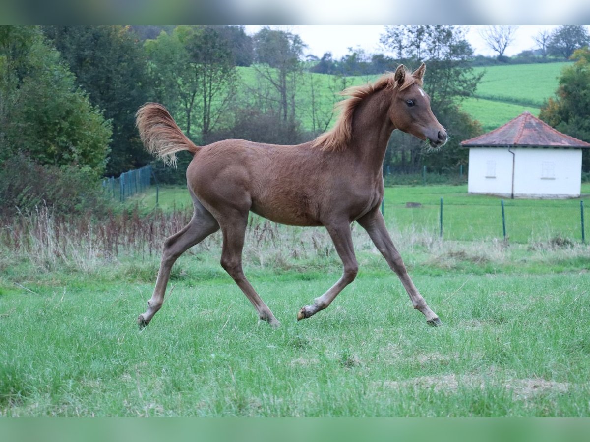 Arabian horses Mare 1 year Chestnut-Red in Spechbach