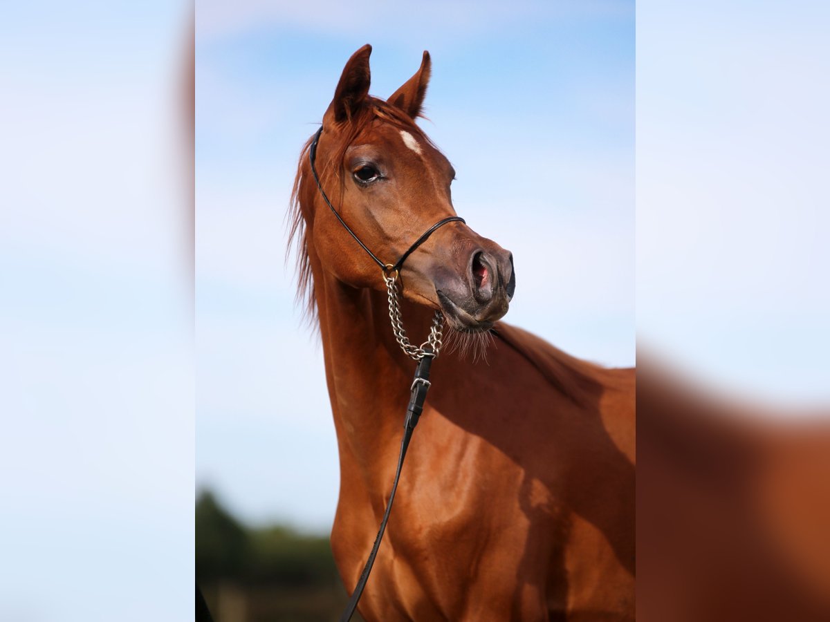 Arabian horses Mare 1 year Chestnut-Red in Stryków Arabian horses Mare 1 year Chestnut-Red in Stryków