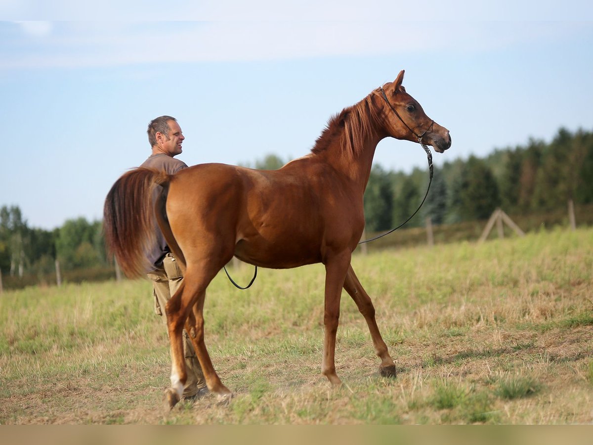 Arabian horses Mare 1 year Chestnut-Red in Stryk&#xF3;w