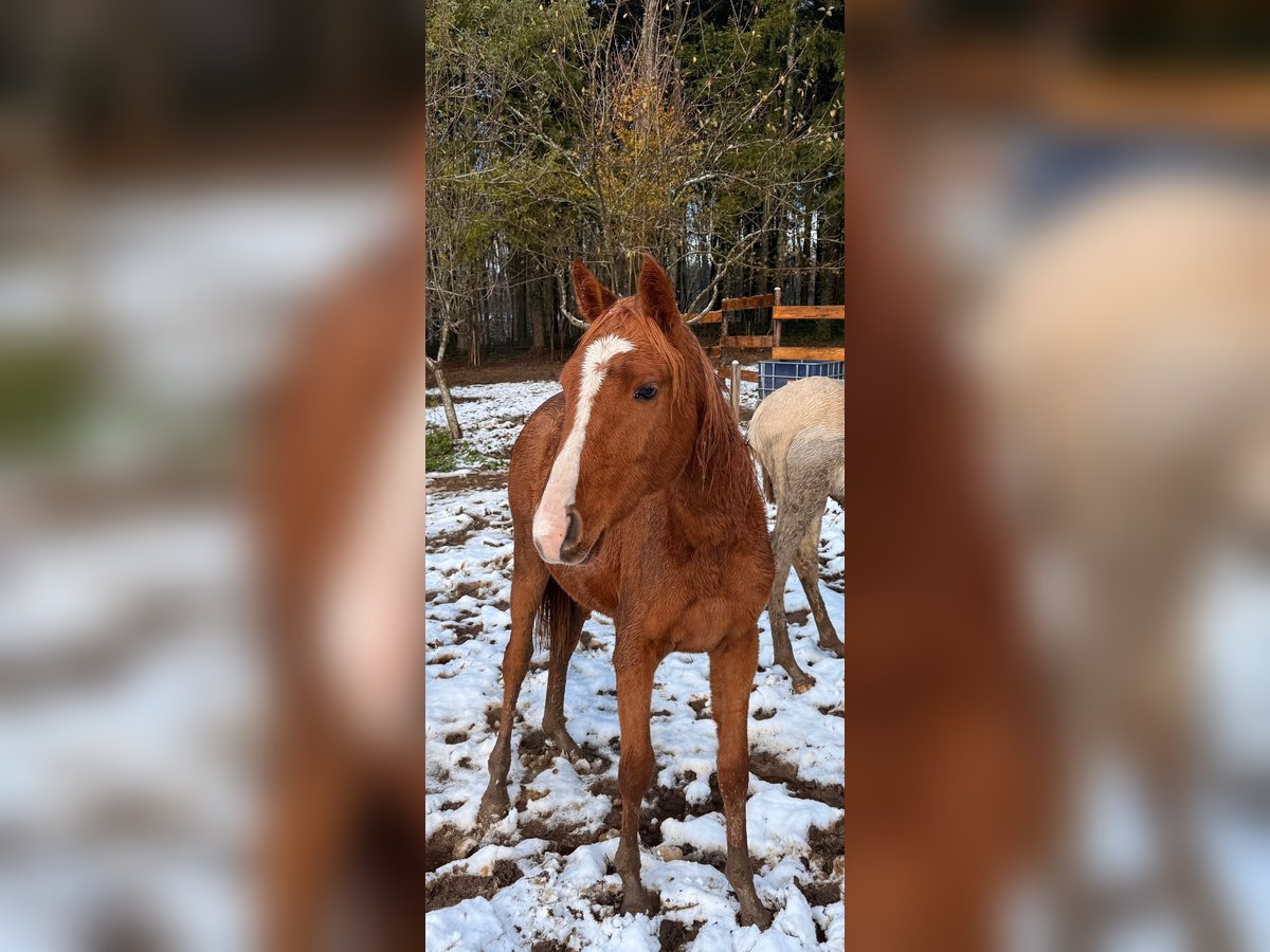 Arabian horses Mare 1 year Chestnut-Red in Durango