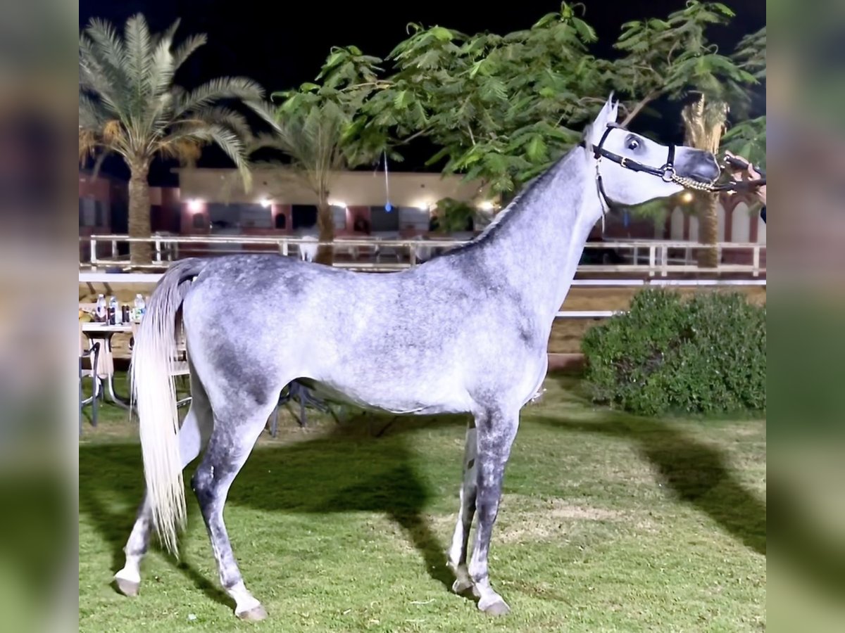 Arabian horses Mare 1 year Gray-Blue-Tan in Giza