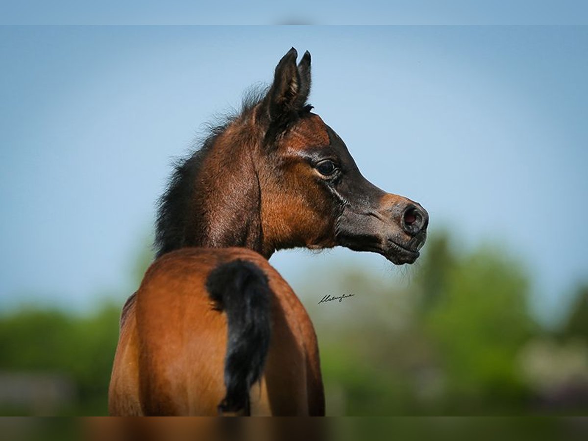 Arabian horses Mare 1 year Gray in Strykow