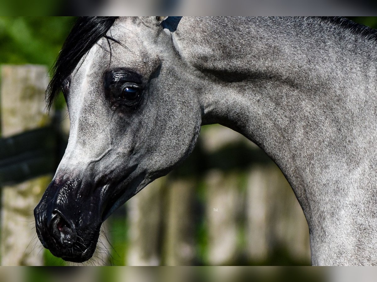 Arabian horses Mare 1 year Gray in Vreden