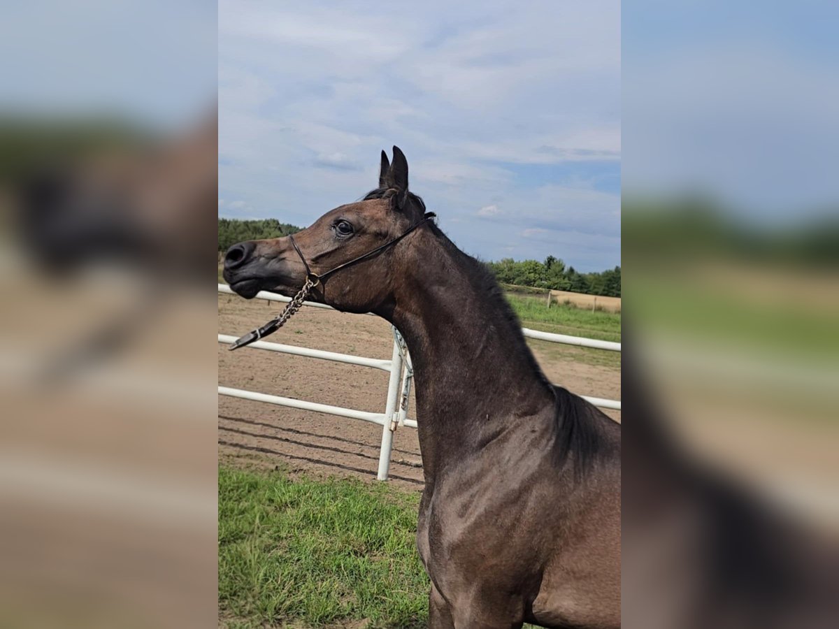 Arabian horses Mare 1 year Grey in Stryk&#xF3;w