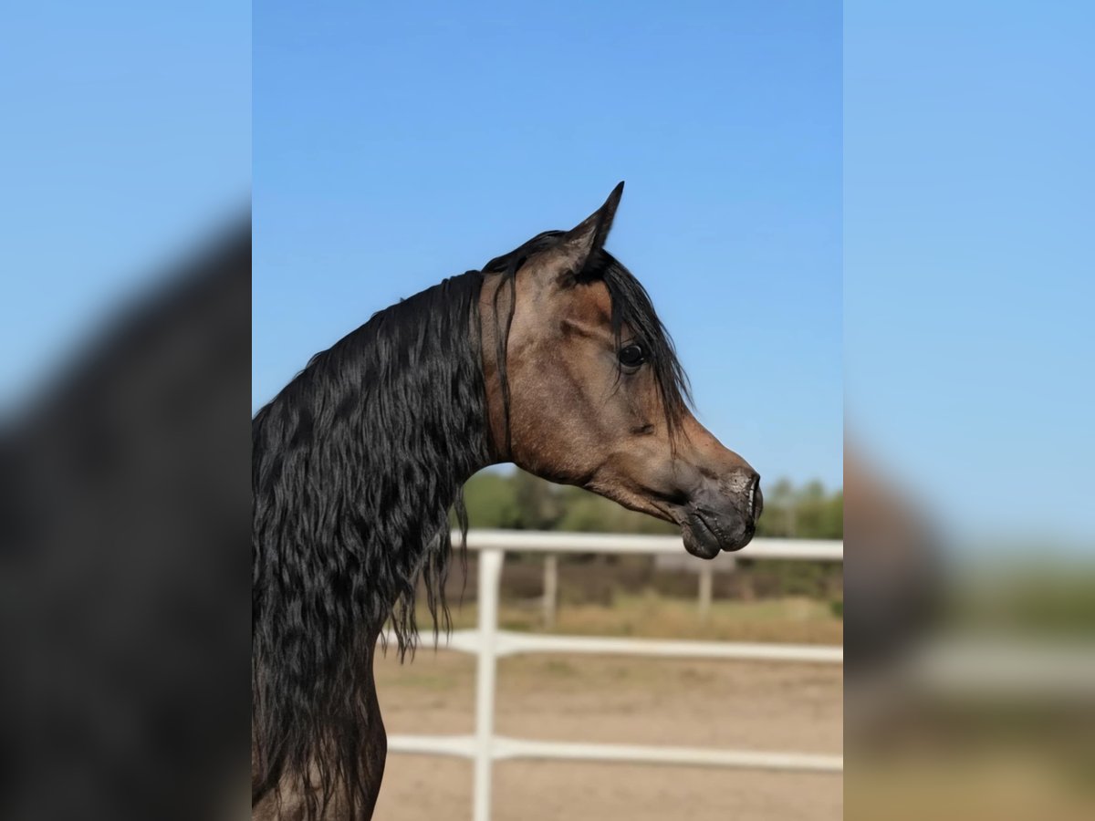 Arabian horses Mare 1 year Grey in Stryk&#xF3;w