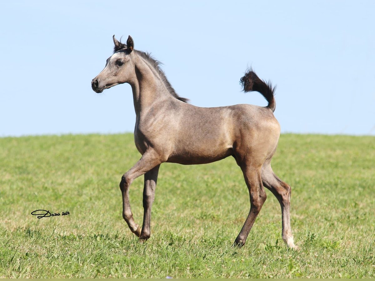 Arabian horses Mare 1 year Grey in Wallsee