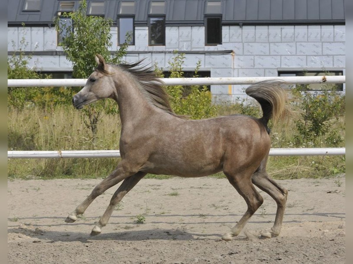 Arabian horses Mare 1 year Grey in Lodz