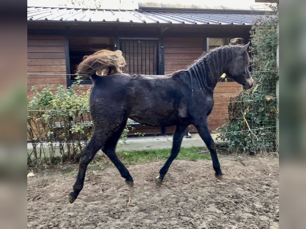 Arabian horses Mare 1 year in VraseneBeveren Zwjndrecht Kruibeke