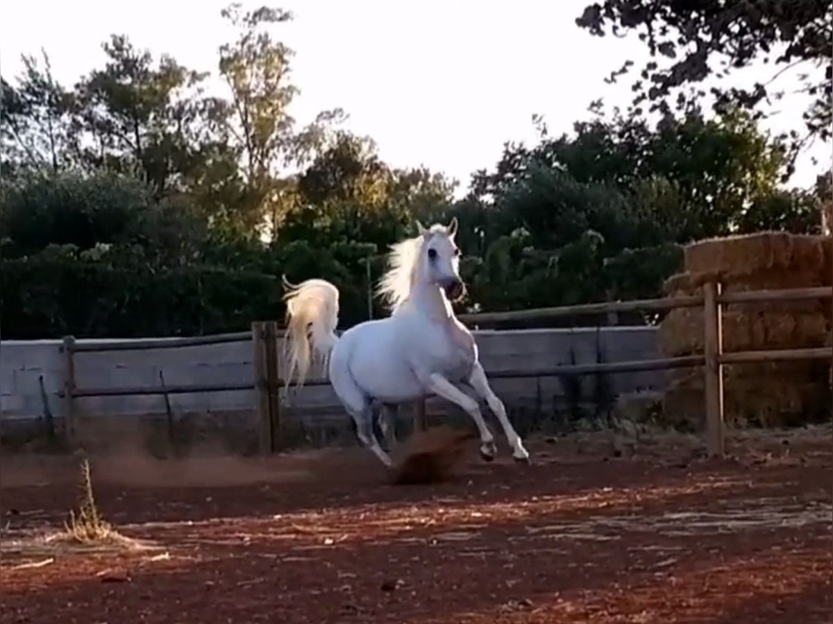 Arabian horses Mare 20 years Grey-Fleabitten in Spongano