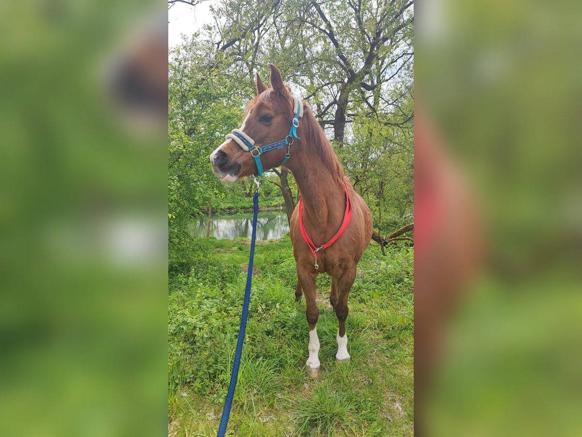 Arabian horses Mare 23 years 14,1 hh Chestnut-Red in Mengen