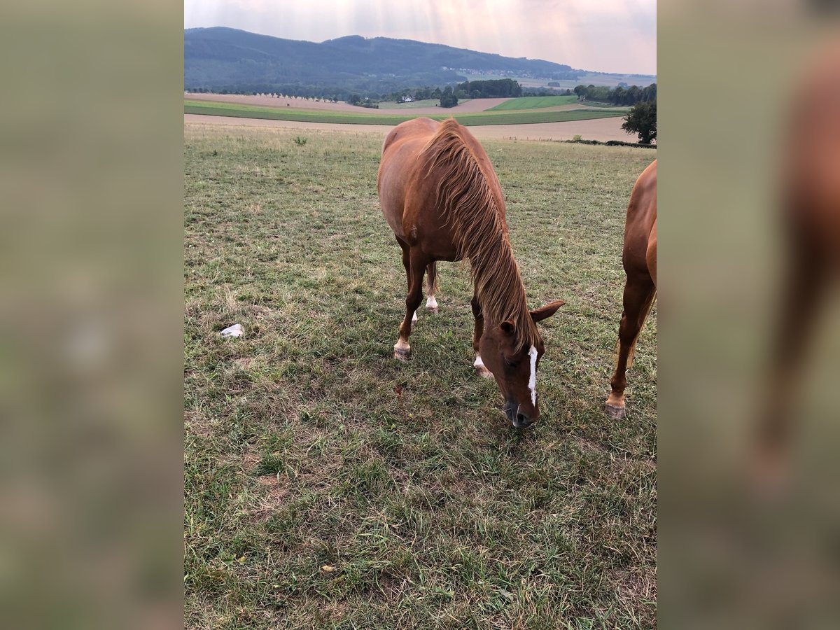 Arabian horses Mare 29 years 15,2 hh Chestnut-Red in Willingshausen