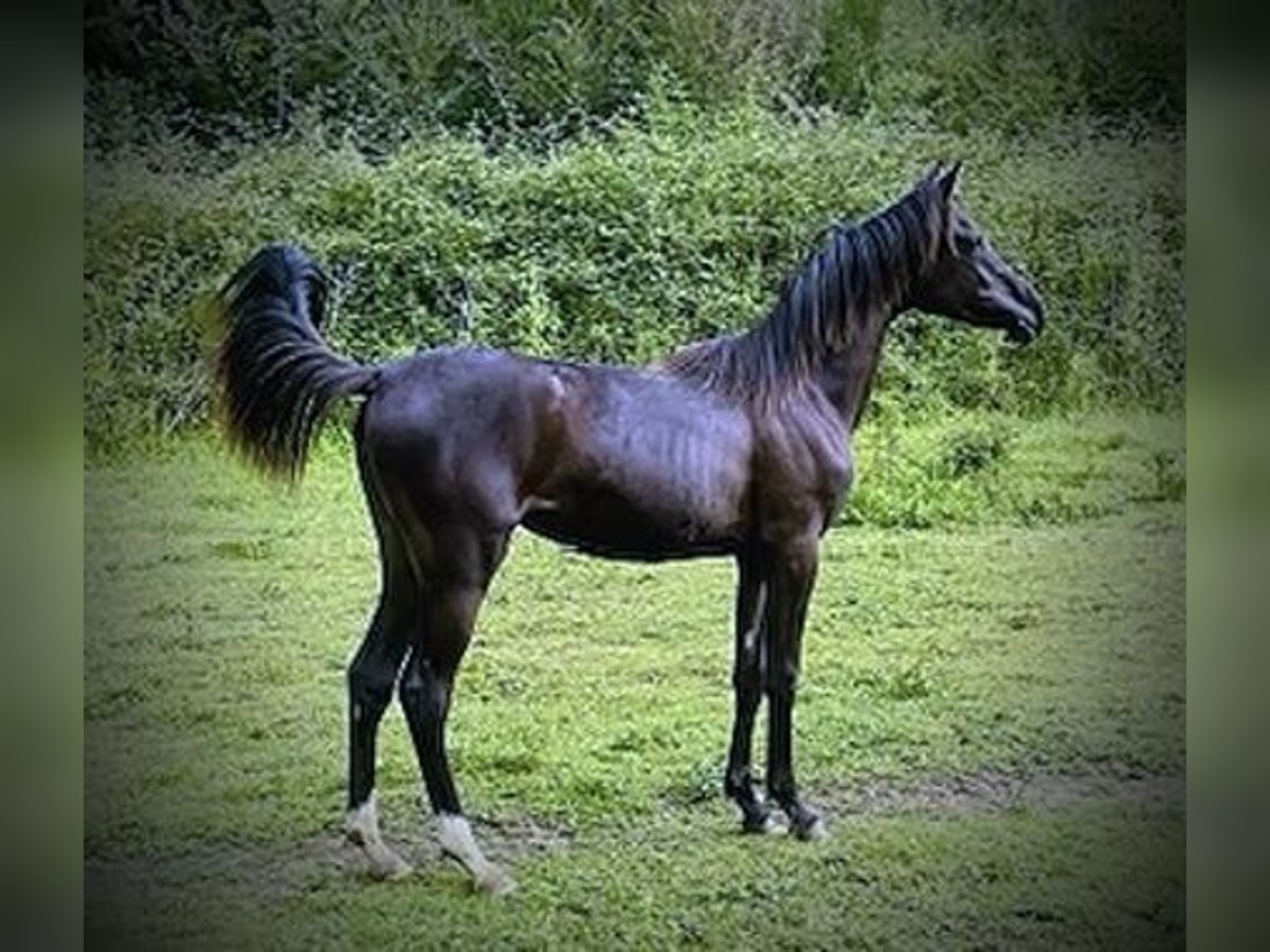 Arabian horses Mare 2 years 14,1 hh Black in Gers