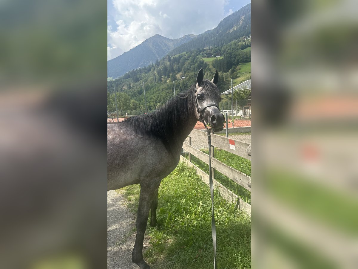 Arabian horses Mare 2 years 14,2 hh Gray in Trebur