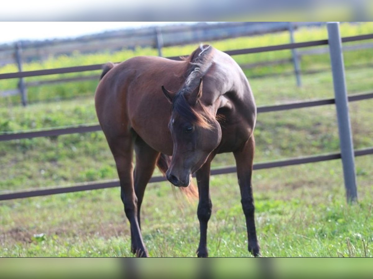 Arabian horses Mare 2 years 15,1 hh Brown in Pastetten