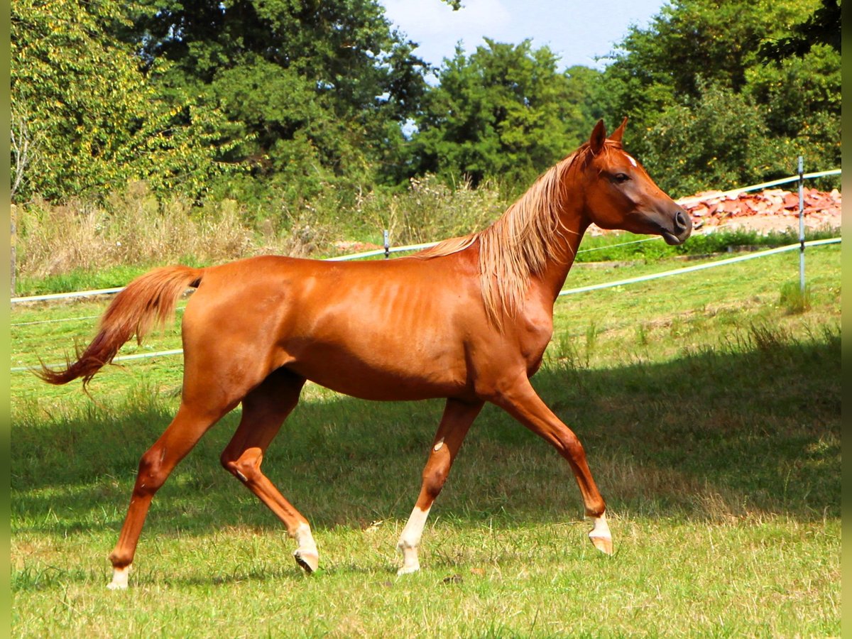 Arabian horses Mare 2 years 15 hh Chestnut-Red in Rastatt