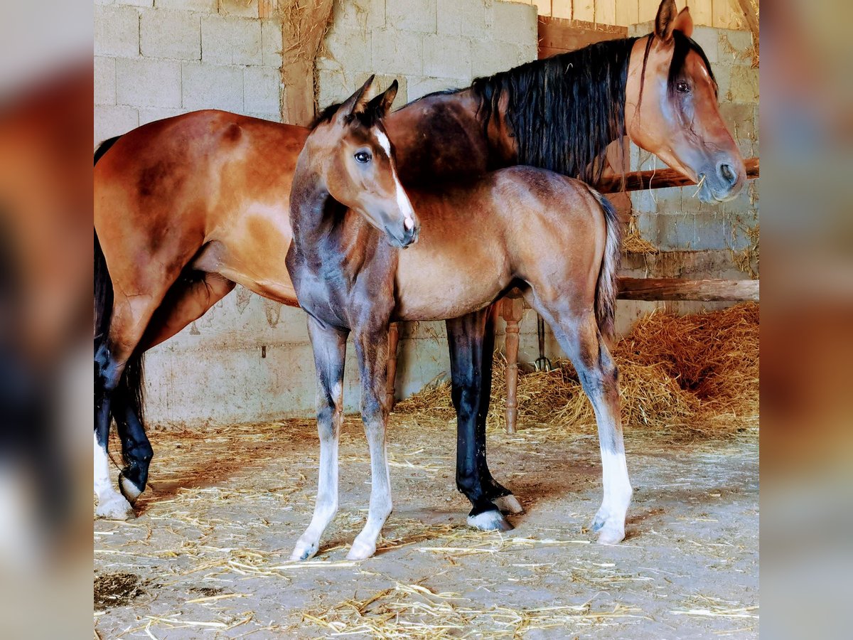 Arabian horses Mare 2 years 15 hh Gray-Fleabitten in Johanniskirchen