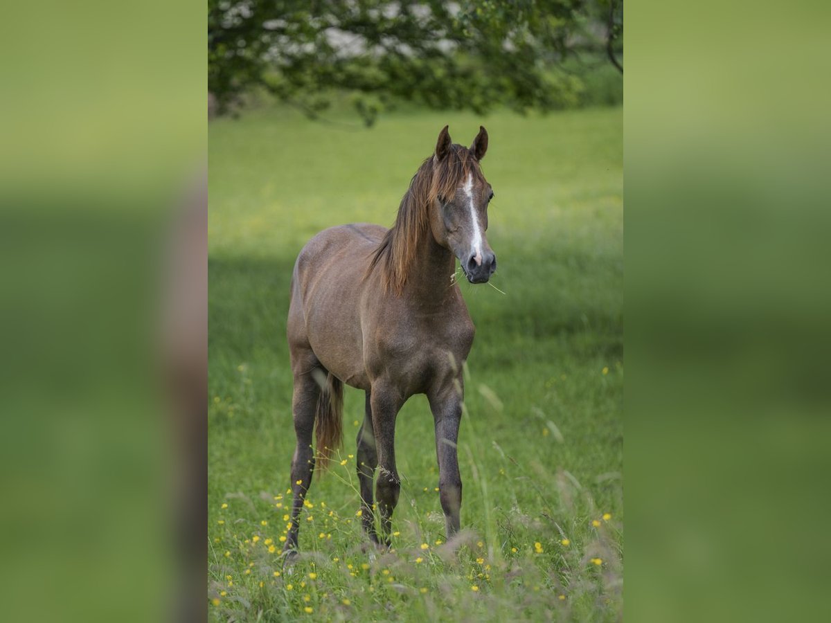 Arabian horses Mare 2 years 15 hh Grey in Gem&#xFC;nden (Felda)