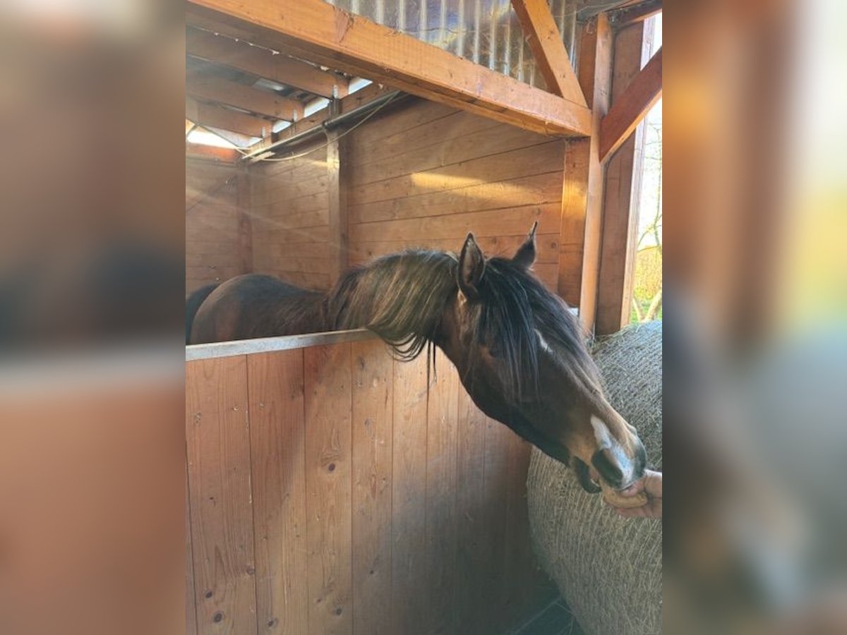 Arabian horses Mare 2 years Brown in Harsum