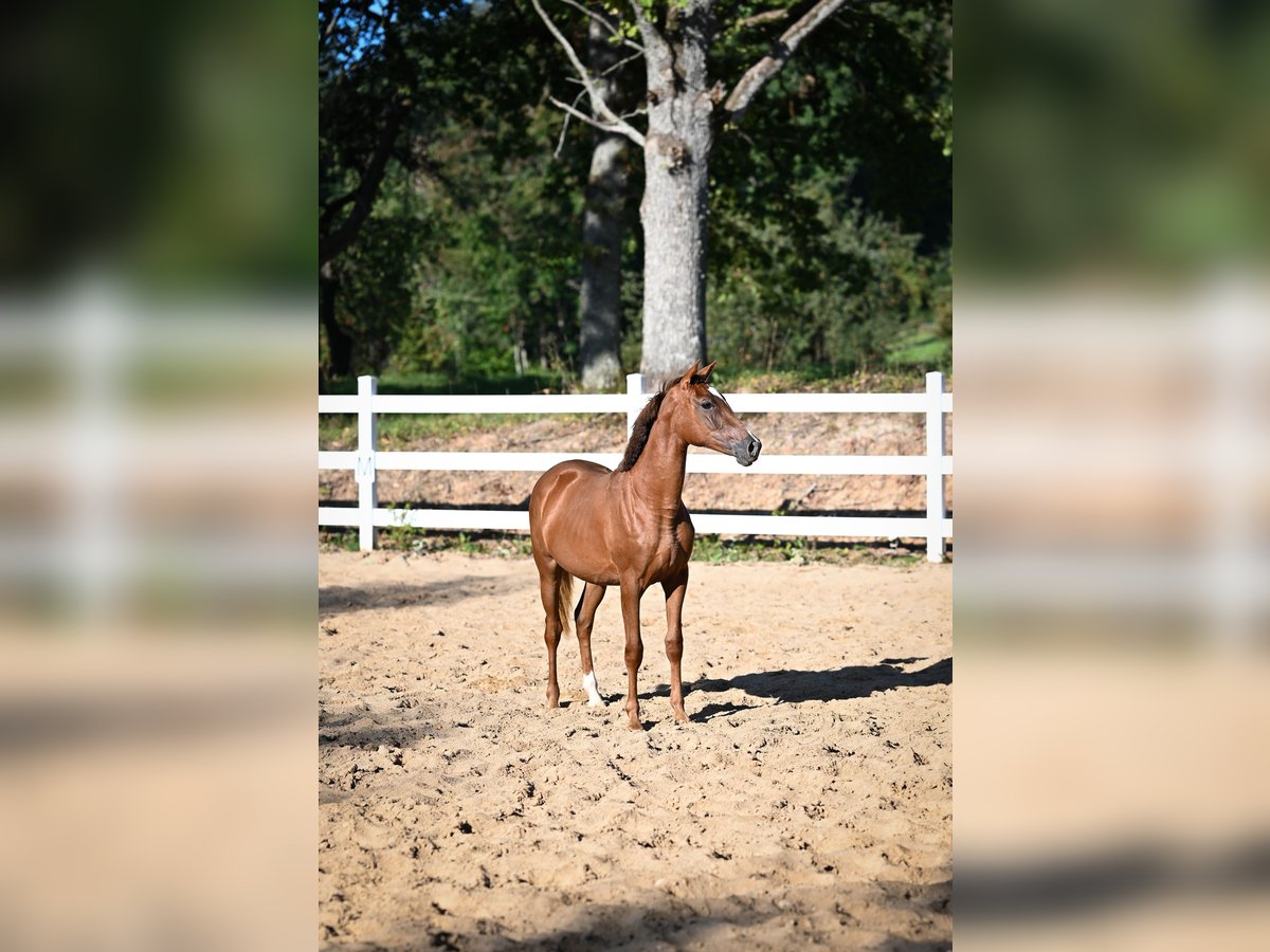 Arabian horses Mare 2 years Chestnut in Jovariškės