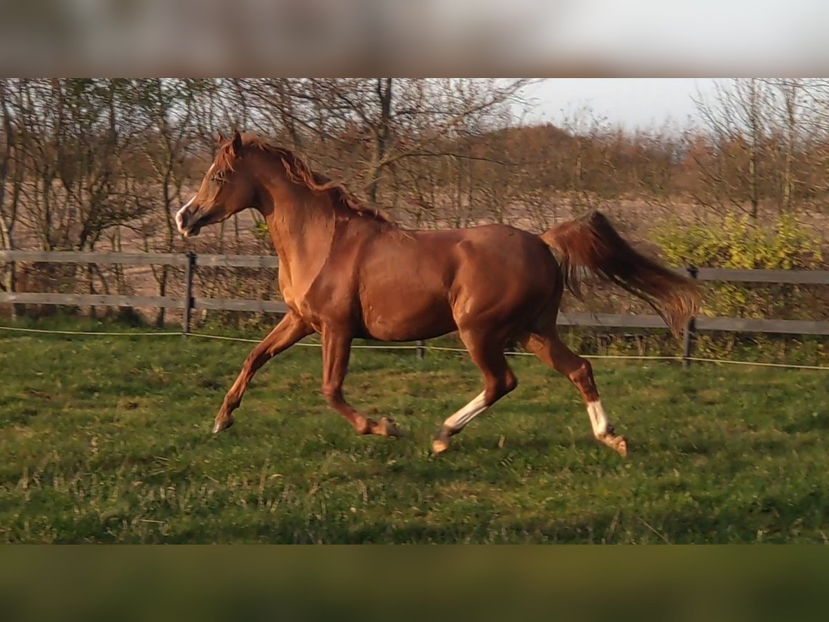 Arabian horses Mare 3 years 14,1 hh Chestnut in Jelling