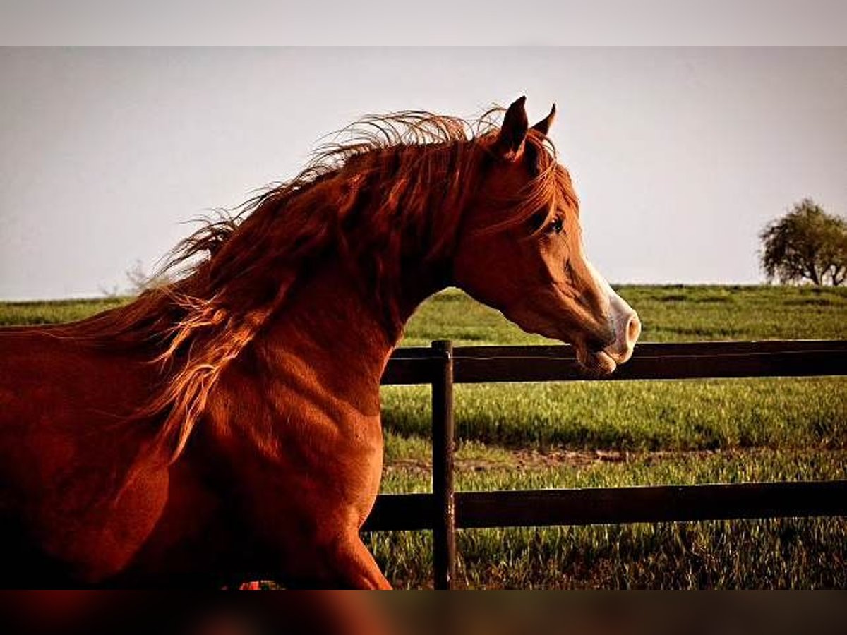 Arabian horses Mare 3 years 14,1 hh Chestnut in Jelling