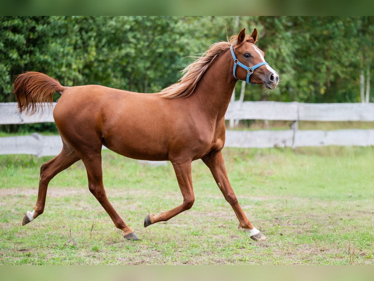 Arabian horses Mare 3 years 14,2 hh Chestnut-Red in Cyców