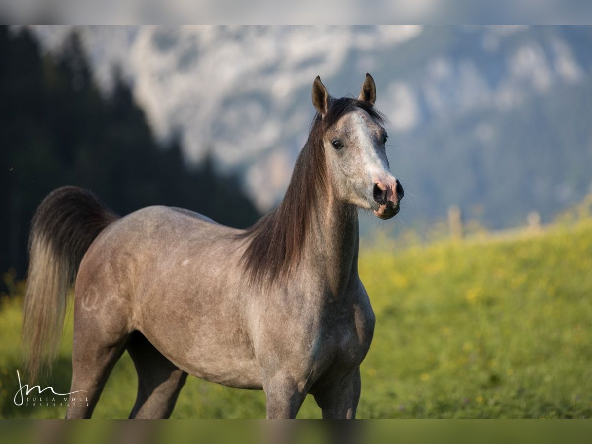rose grey horse