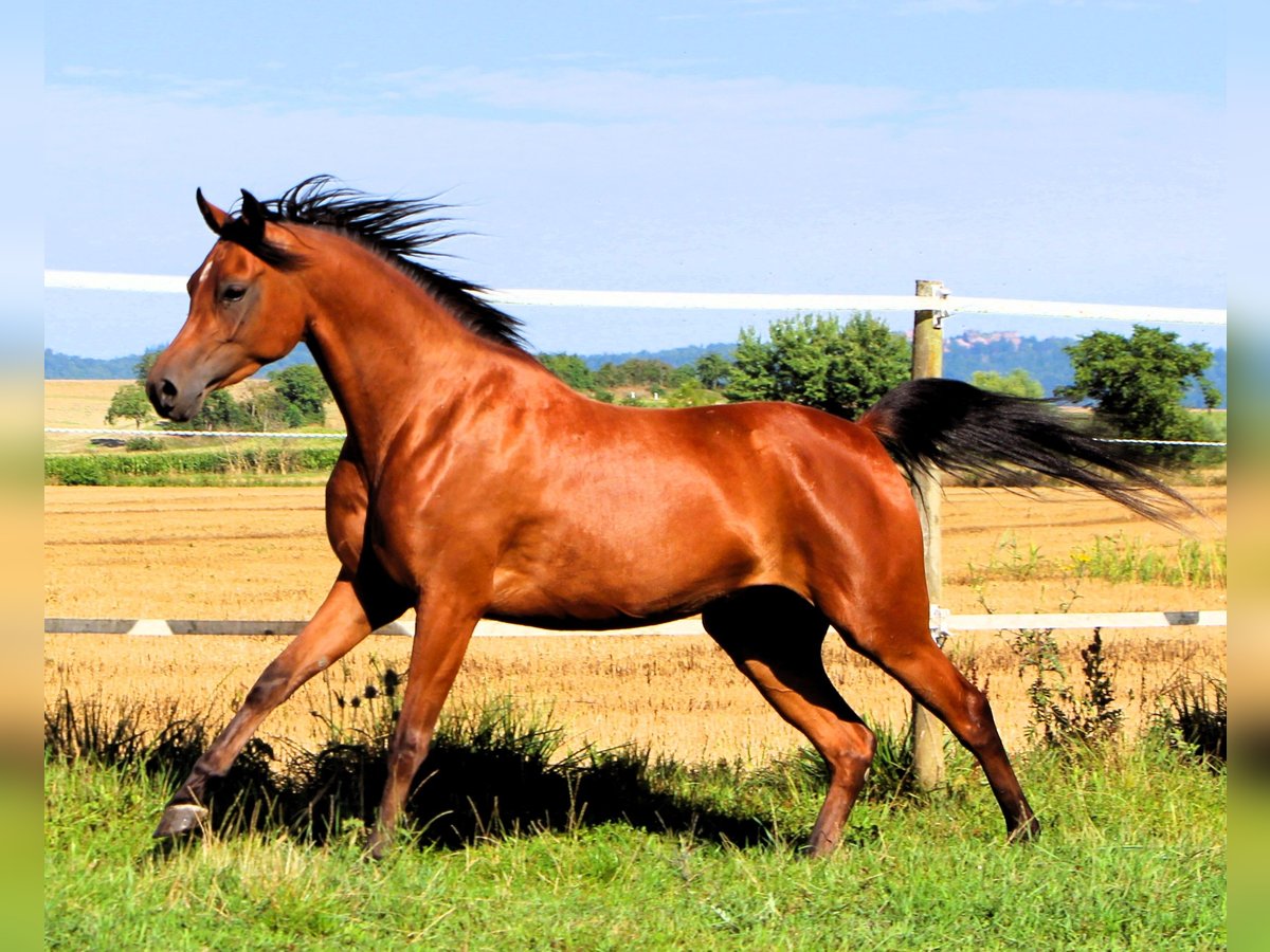 Arabian horses Mare 3 years 14,3 hh Brown in Kehl