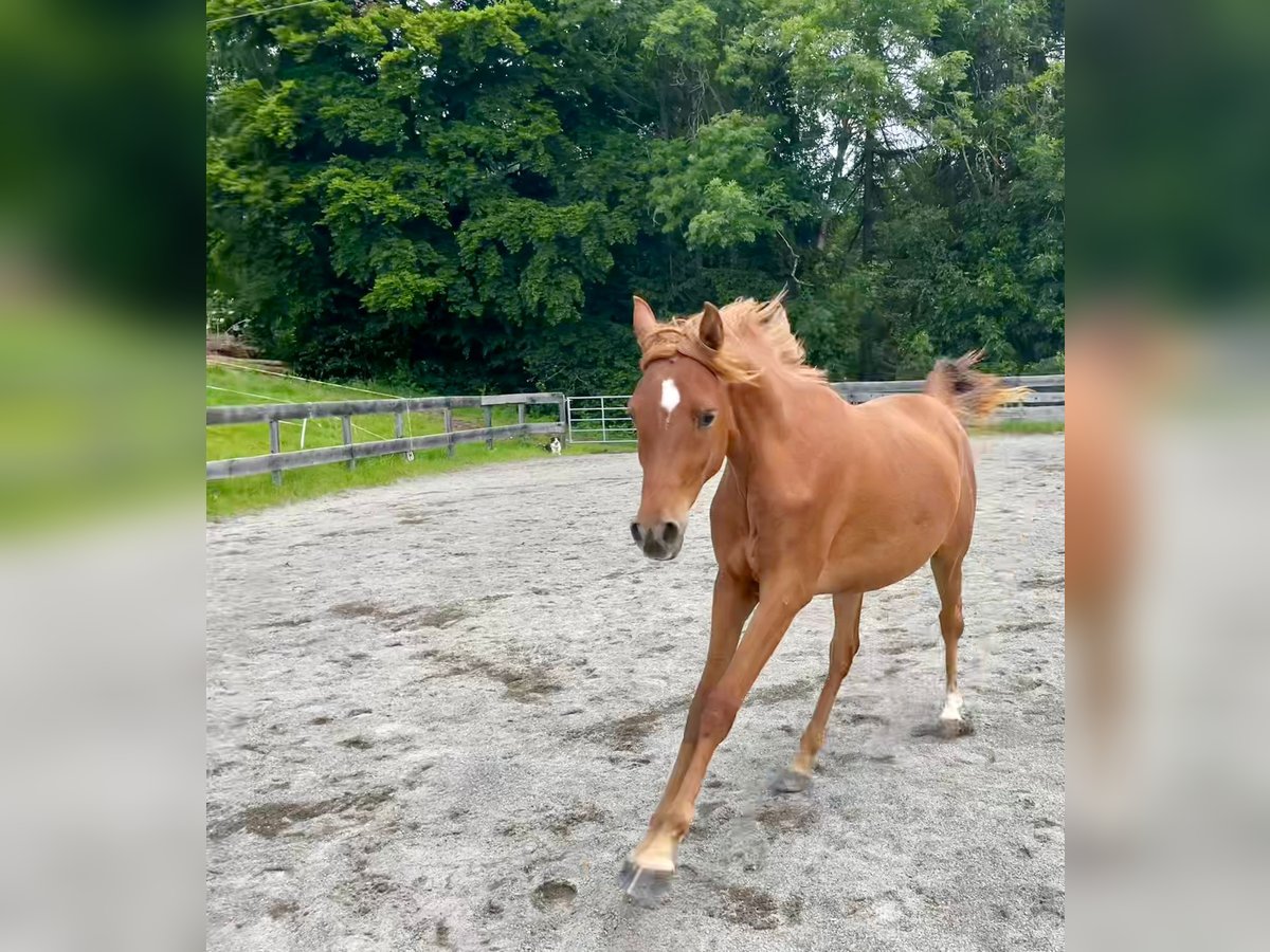 Arabian horses Mare 3 years 14,3 hh Chestnut-Red in Signat